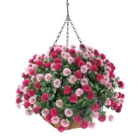 Декоративна висяща кошница ЦИНИЯ UV ∅43 cm MZ 172030A - ogradina.bg