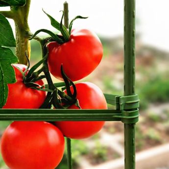 Опора за растение ROSSIMA ∅16 mm H=150 cm RO 85527 - ogradina.bg