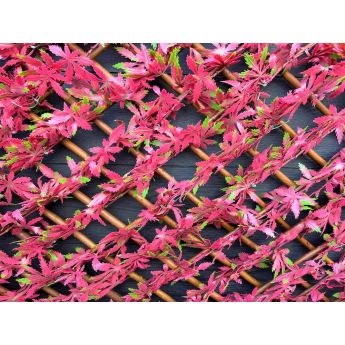 Декоративна ограда Хармоника UV Червен японски клен 1.0x2.0 m - ogradina.bg