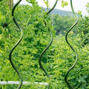 Спираловидно стоманено колче за растения ∅11 mm H=150 cm RO 85558 - ogradina.bg